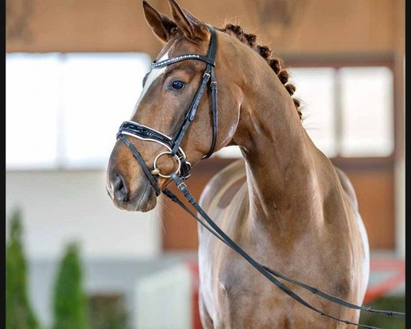 dressage horse Best wedding ever (Westphalian, 2019, from Belissimo NRW)