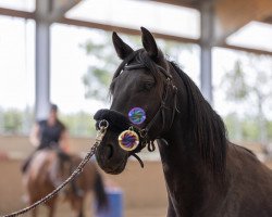 horse Jack Daniels (KWPN (Royal Dutch Sporthorse), 2019)