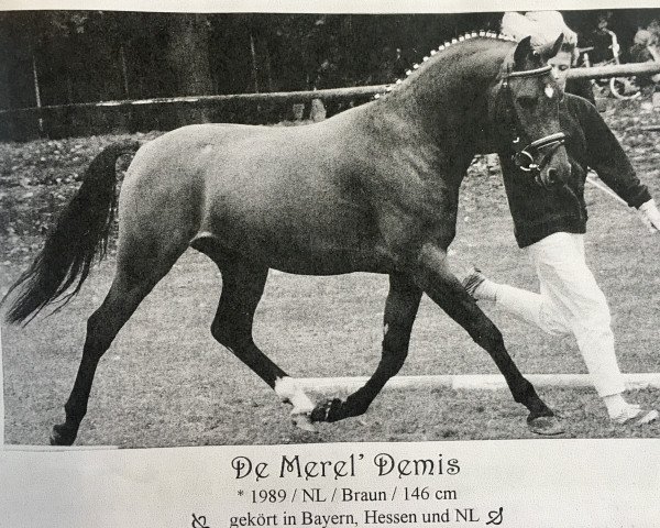 stallion De Merel´s Demis (German Riding Pony, 1989, from Boomer)