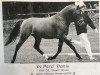 stallion De Merel´s Demis (German Riding Pony, 1989, from Boomer)