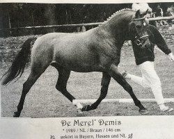 Deckhengst De Merel´s Demis (Deutsches Reitpony, 1989, von Boomer)