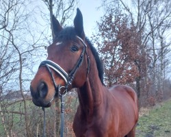 jumper Lucantus (Hanoverian, 2012, from Levisonn 208 FIN)