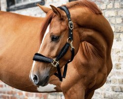 dressage horse In my mind 6 (Swedish Warmblood, 2019, from In Style)