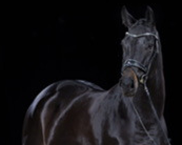 dressage horse Fürstin Monasteria (Dutch Warmblood, 2019, from Fürst Toto)