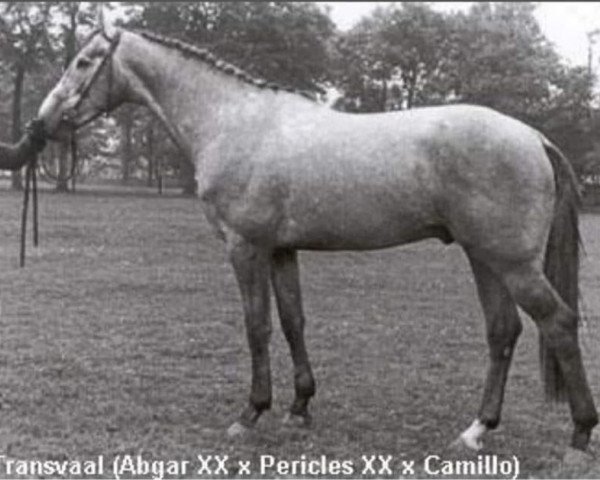 stallion Transvaal (Royal Warmblood Studbook of the Netherlands (KWPN), 1977, from Abgar xx)