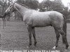 stallion Transvaal (Dutch Warmblood, 1977, from Abgar xx)
