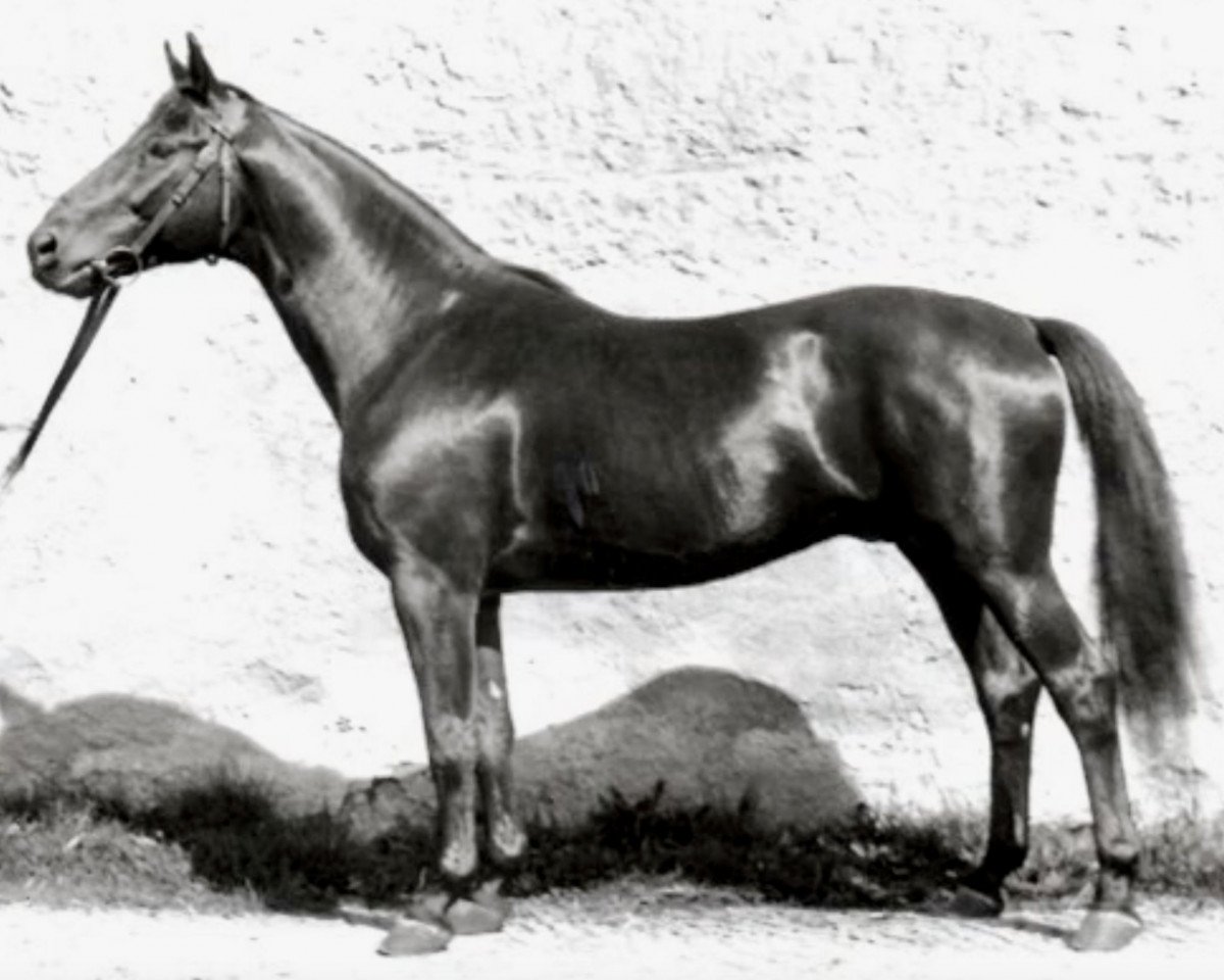 stallion Hansakapitän (Trakehner, 1941, from Bussard 3425)
