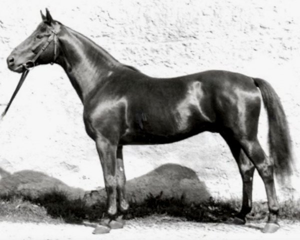 stallion Hansakapitän (Trakehner, 1941, from Bussard)