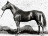 stallion Hansakapitän (Trakehner, 1941, from Bussard)