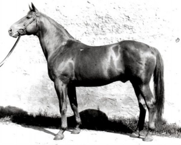 stallion Tropenwald (Trakehner, 1941, from Termit)
