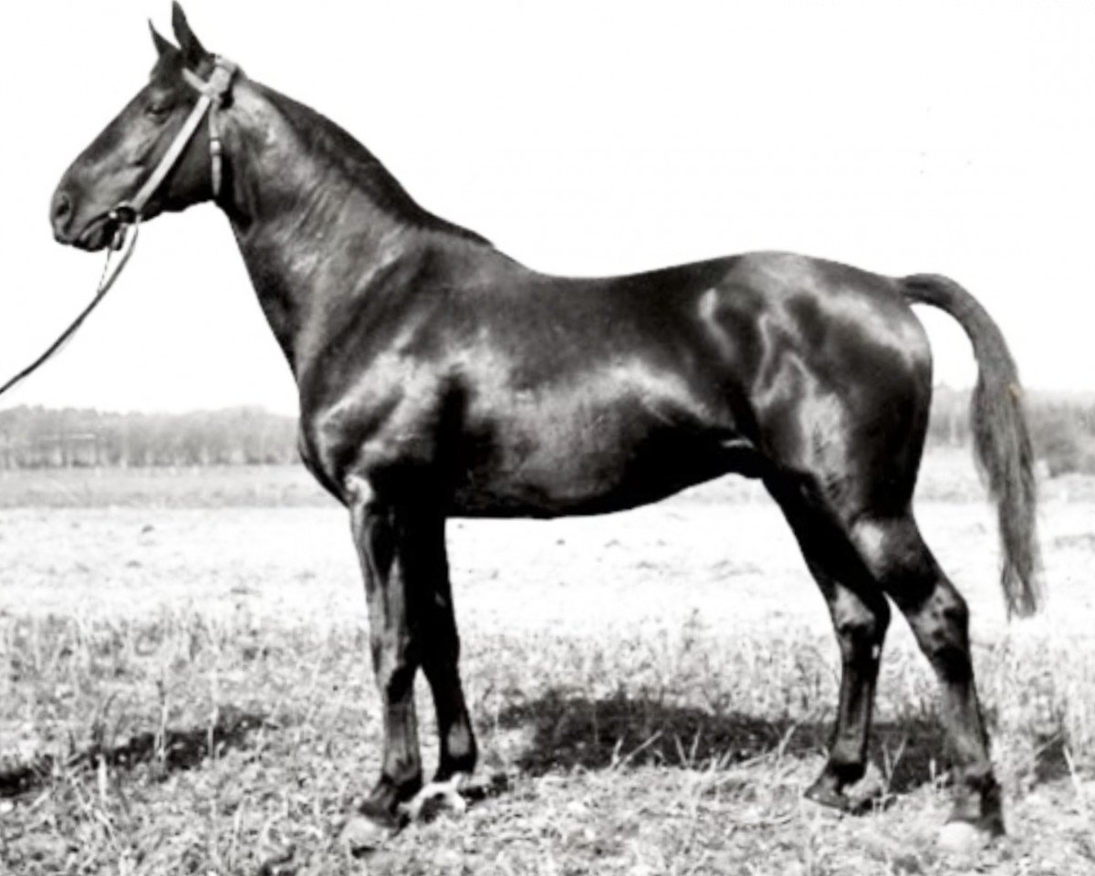 Deckhengst Sporn 4266 (Trakehner, 1936, von Pythagoras)