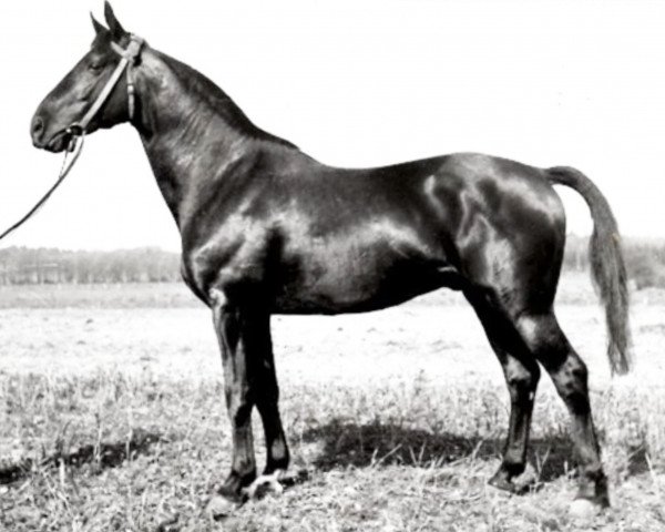 stallion Sporn (Trakehner, 1936, from Pythagoras)