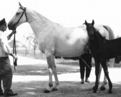 broodmare Mascotte (Trakehner, 1938, from Adamas ox)