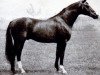 stallion Intermezzo (Trakehner, 1943, from Oxyd)
