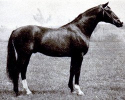 stallion Intermezzo (Trakehner, 1943, from Oxyd)