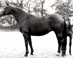 broodmare Cornau (Trakehner, 1971, from Lothar)