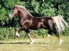 stallion Parc Welsh Dragon (Welsh-Cob (Sek. D), 1992, from Parc Welsh Flyer)