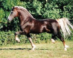 stallion Parc Welsh Dragon (Welsh-Cob (Sek. D), 1992, from Parc Welsh Flyer)