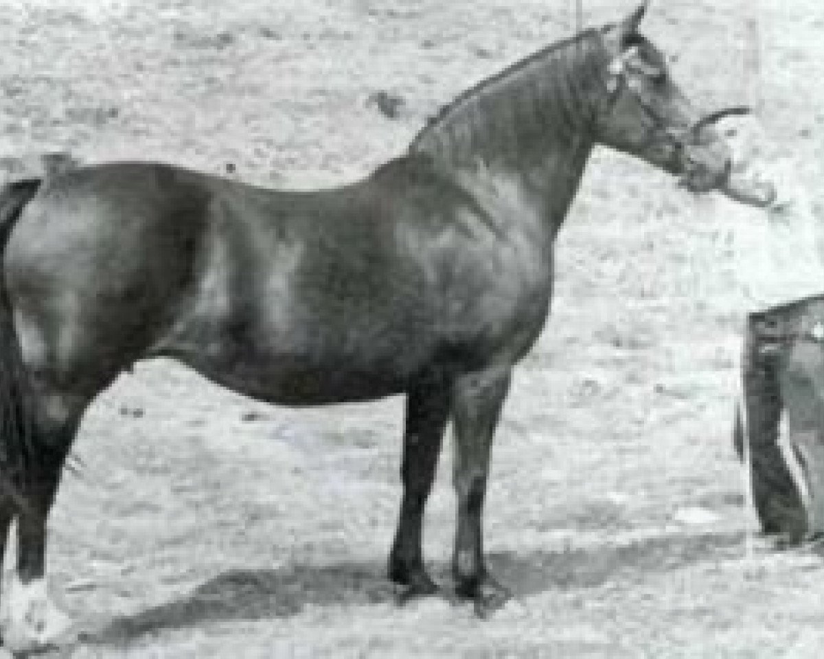 broodmare Parc Rachel (Welsh-Cob (Sek. D), 1966, from Cahn Dafydd)