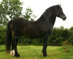 stallion Parc Matador (Welsh-Cob (Sek. D), 1988, from Derwen Railway Express)