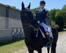 dressage horse Donna 770 (Hanoverian, 2010, from Hochadel)