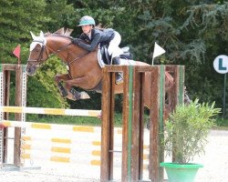 horse Sibelle des Merles (Selle Français, 2006, from Parc Welsh Dragon)