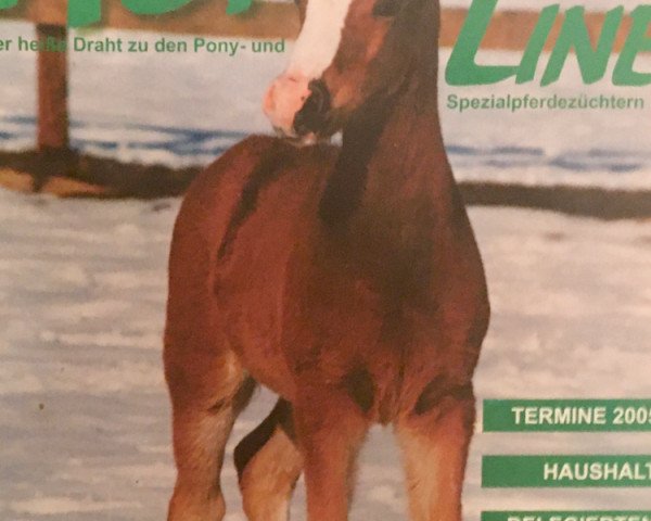 horse Jolly Joker (German Riding Pony, 1993, from Dempsy Denny S)