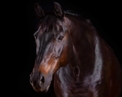 dressage horse Rubin (German Sport Horse, 2005, from Rittersport)