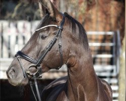 Zuchtstute Pbm A Lovely Girl (Deutsches Sportpferd, 2016, von Astrix)