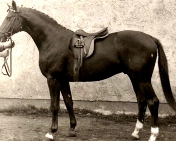 stallion Flugsand (Trakehner, 1959, from Altan)