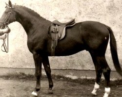 Deckhengst Flugsand (Trakehner, 1959, von Altan)