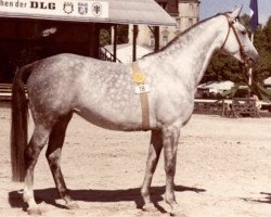 broodmare Ezsra (Trakehner, 1953, from Herbstwind)