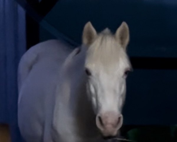 broodmare Kildromin Karla (Connemara Pony,  , from Glendine Kestrel)