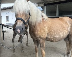 Zuchtstute Filippa (Haflinger, 2012, von Nordtirol)