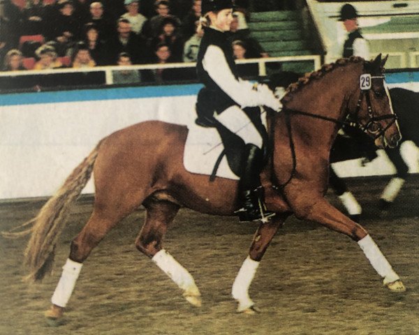 stallion Derby B (German Riding Pony, 1996, from Dornik B)