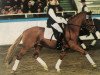 stallion Derby B (German Riding Pony, 1996, from Dornik B)