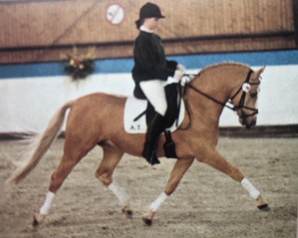 Pferd Desert A.T. (Deutsches Reitpony, 1993, von Derano Gold)