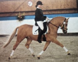 horse Desert A.T. (German Riding Pony, 1993, from Derano Gold)