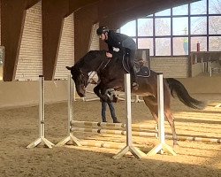 jumper Stakkata Gold (Oldenburg show jumper, 2020, from Stakkato Gold)