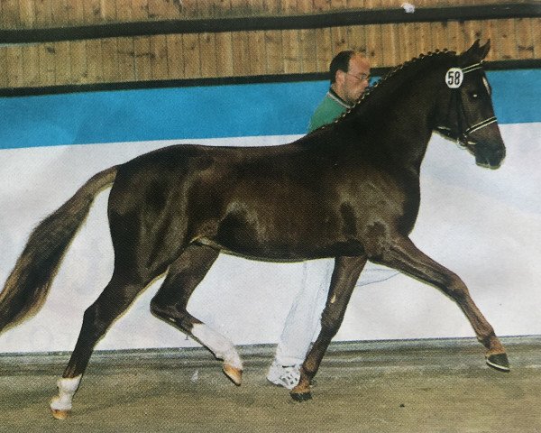 stallion Don Pepone A.T. (German Riding Pony, 1997, from Dressman)