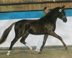 Deckhengst Don Pepone A.T. (Deutsches Reitpony, 1997, von Dressman)