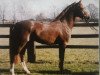 dressage horse Donaldinhio (German Riding Pony, 2000, from FS Don't Worry)