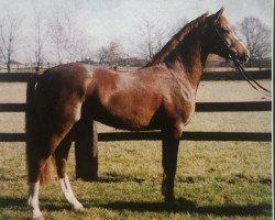 dressage horse Donaldinhio (German Riding Pony, 2000, from FS Don't Worry)