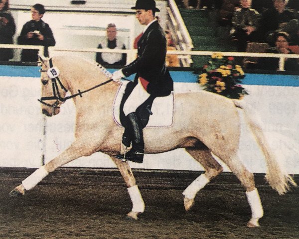 stallion Donatelli (German Riding Pony, 1997, from Dornik B)