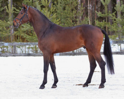 jumper Quel Chanel 149 FIN (Oldenburg show jumper, 2006, from Quality 9)