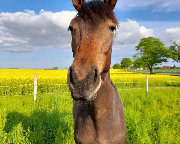 dressage horse Matrose 7 (Oldenburg, 2022, from Morricone)