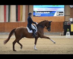 dressage horse Qattani Frh (Hanoverian, 2012, from Quaterhall)