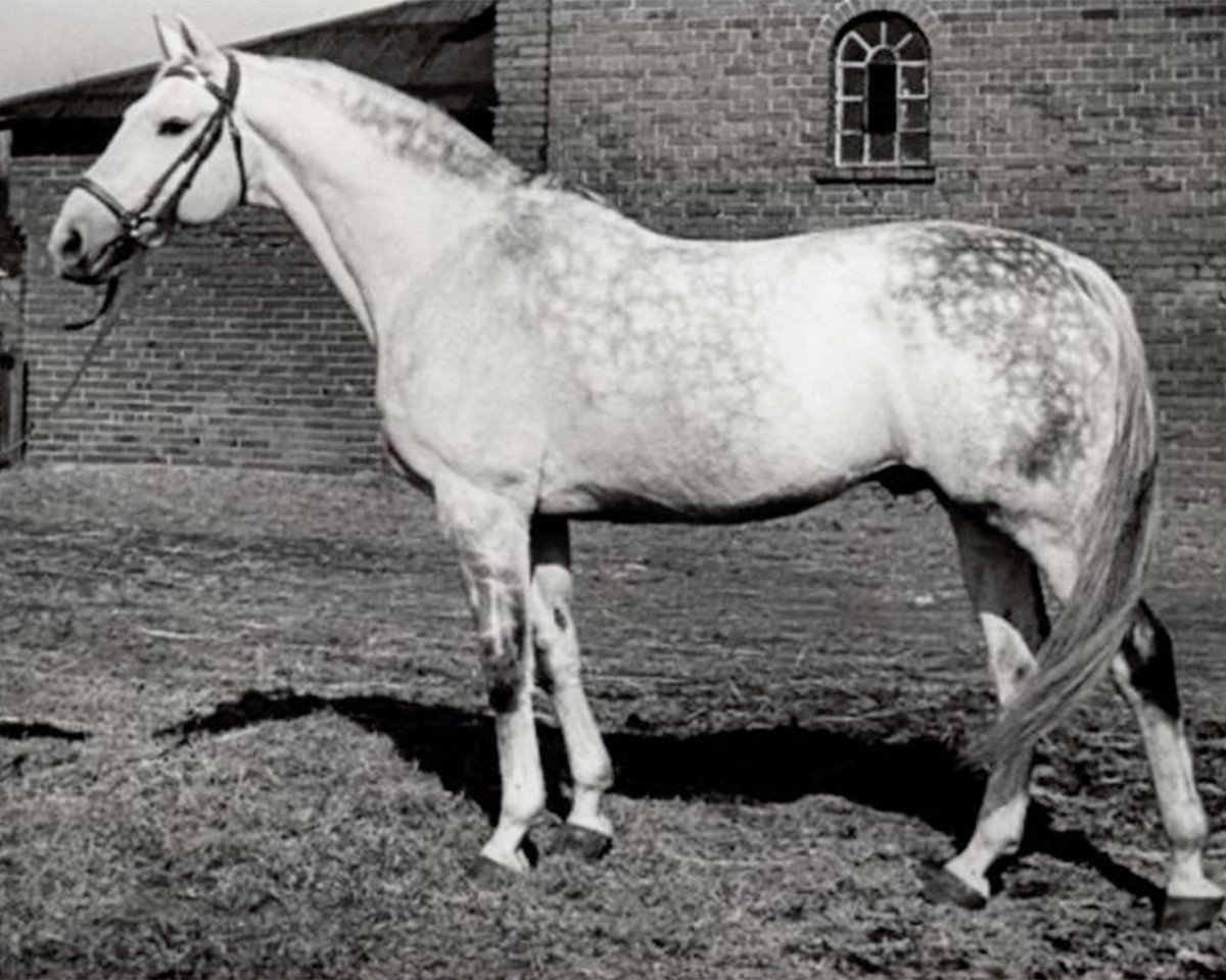 stallion Lateran (Trakehner, 1942, from Helikon 4111)