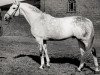 stallion Lateran (Trakehner, 1942, from Helikon)