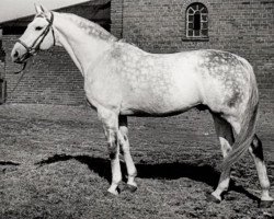 Deckhengst Lateran (Trakehner, 1942, von Helikon)